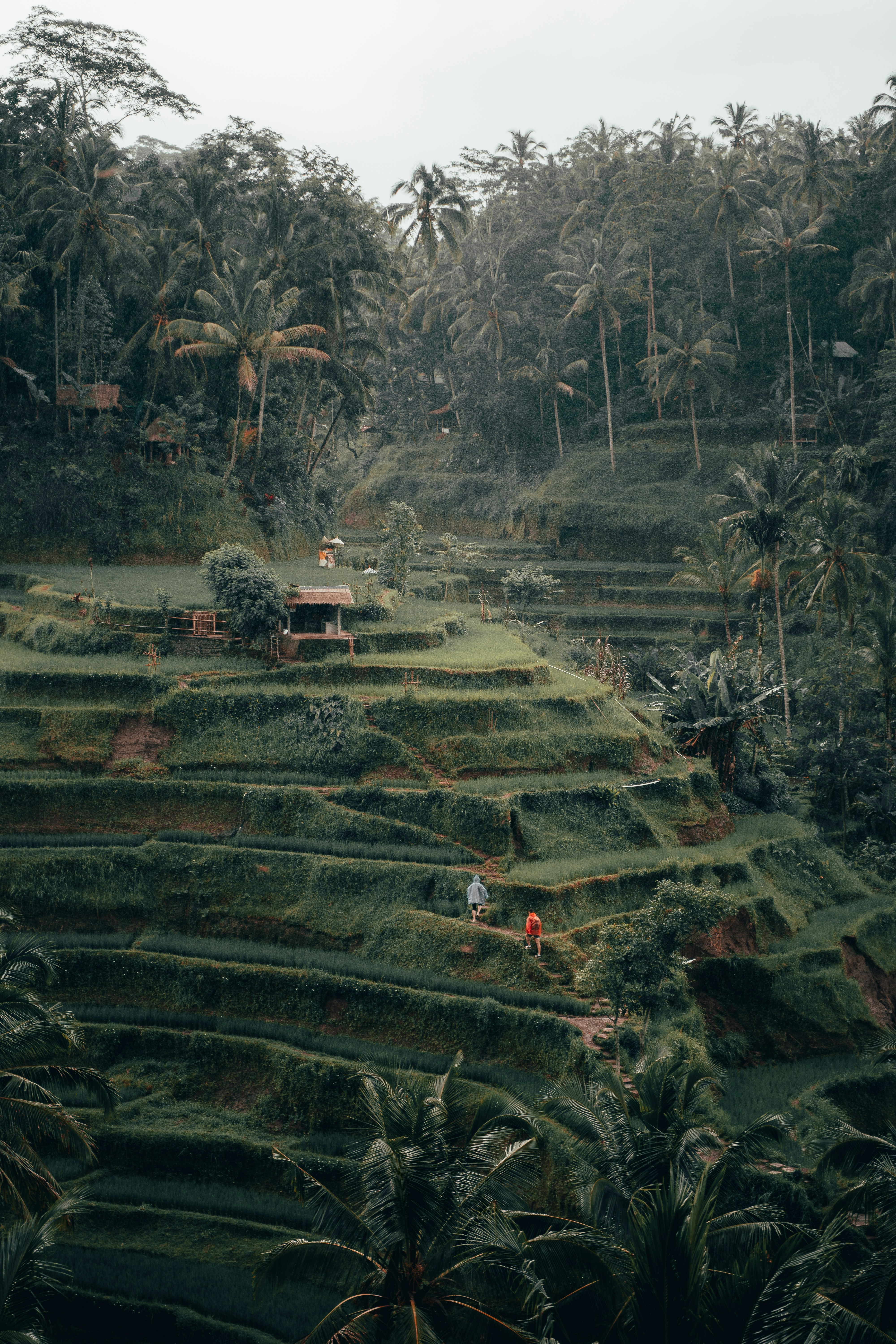 Grüne Reisterrassen bei Ubud, Bali